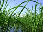 Aerobic rice system improves water productivity, nitrogen recovery and crop performance in Brazilian weathered lowland soil