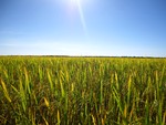 Determination of the Water Potential Threshold at Which Rice Growth Is Impacted